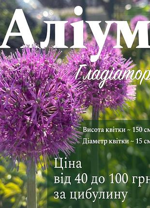 Аліум гладіатор (цибулини)