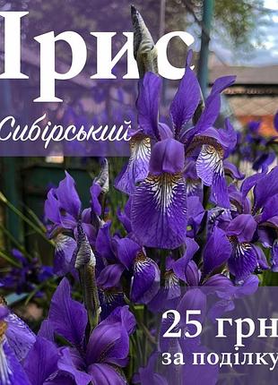 Кущики ірису сибірського