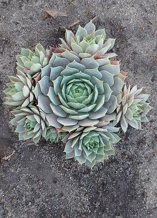 Сортовые уличные суккуленты молодило sempervivum выдерживают засухую и мороз.
