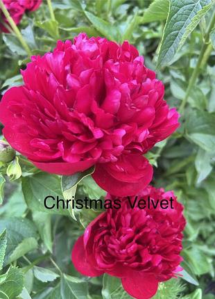 Піон christmas velvet