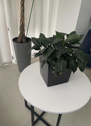 Продам спатифи́ллум