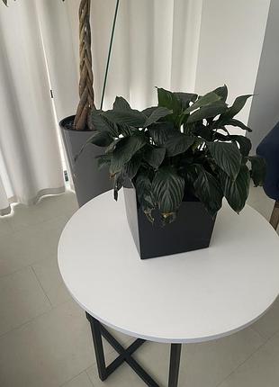 Продам спатифи́ллум 2