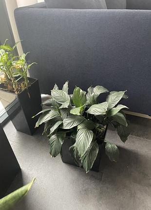 Продам спатифи́ллум 3