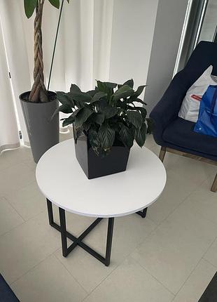 Продам спатифи́ллум 5