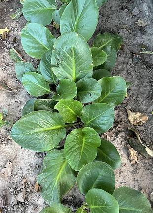 Продам бадан/ квіти для саду 2