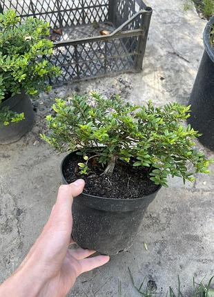 Жимолость блискуча garden clouds green breeze 4