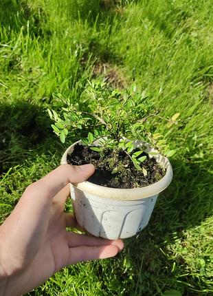 Жимолость блискуча garden clouds green breeze 5