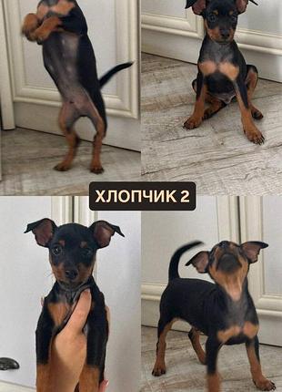 Цуценя цвергпінчер 3