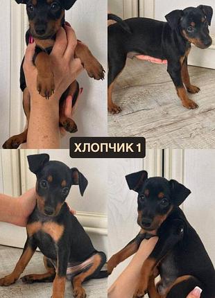 Цуценя цвергпінчер 2