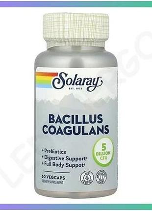 Пребіотики bacillus coagulans 5 мільярдів кое 60 капсул підтримка травлення загального здоров'я органі sku_dsn_2023-10-6977
