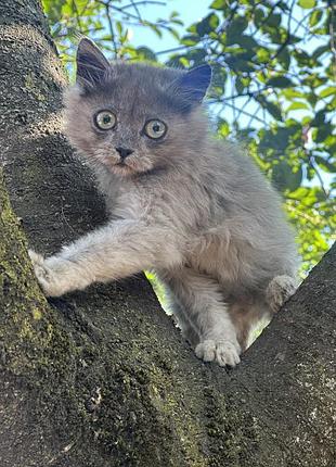 Котики в хороші руки мукачево 🐈‍⬛