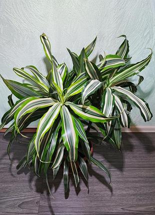 Драцена запашна (dracaena fragrans), 3 ствола