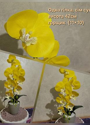 Латекса орхидея