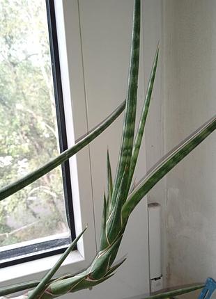 Сансевьерия цилиндрик путешественник 3
