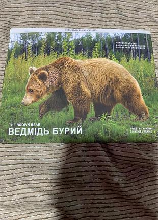 Медвідь бурий