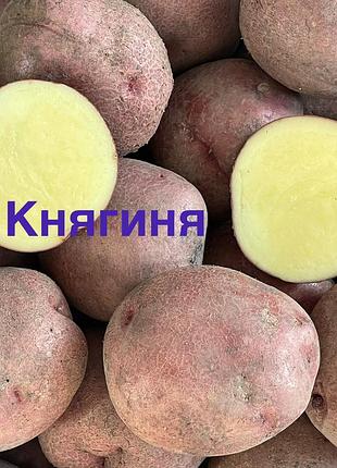 Картопля домашня,сорт княгиня(елітна),для їжі та насінева