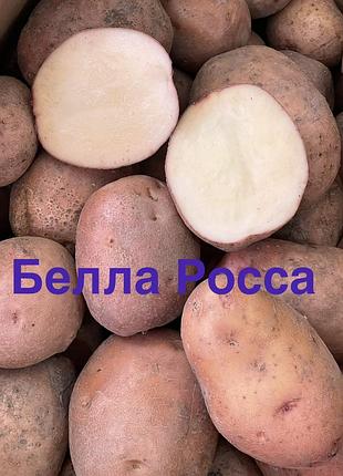 Картопля домашня,сорту белла росса,для їжі та насінева