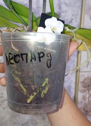 Орхидея без цветов "леопард" 2