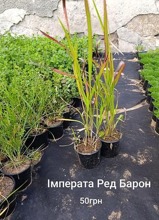 Імперата ред барон