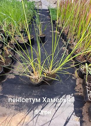 Пенісетум хамельн