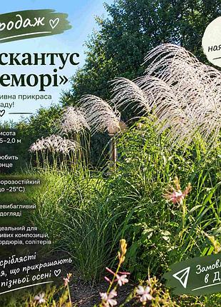 Мескантас memory