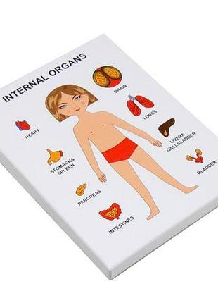Пазли навчальні "internal organs: дівчинка"