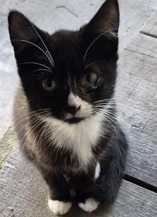 Котик в добрі руки