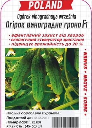 Огурец виноградная гроздь f1 ( драж ) 40 семян. ультраранний гибрид.