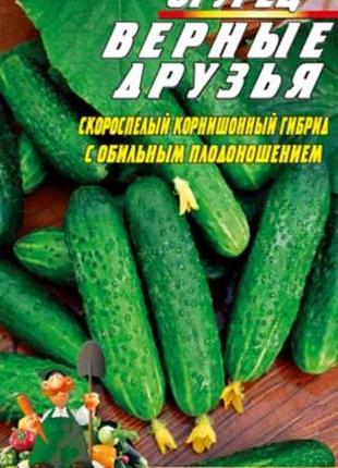 Огірок вірні друзі 30 насіння. швидкостиглий гібрид.