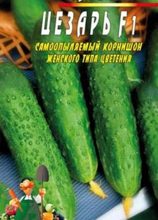 Огурец цезарь f1 30 семян. сверхранний пчелоопыляемый гибрид.