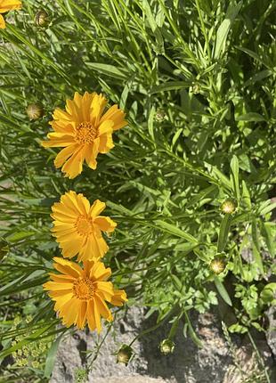 Coreopsis lanceolata, кореопсис ланцетовидный, цена за куст с (5-6 шт)
