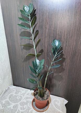 Замиокулькас замиелистный равен (zamioculcas zamiifolia raven)