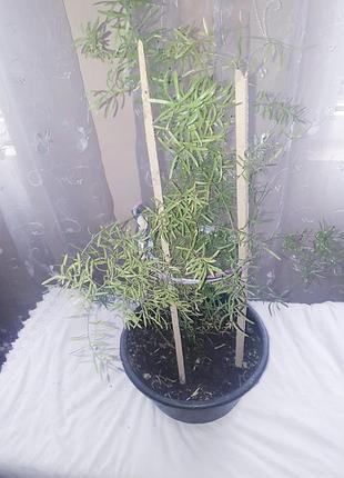Кімнатні вазони 2