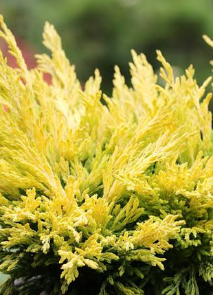 Ялівець можжевельник juniperus "limeglow" останній саджанець