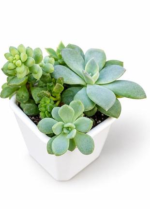 Набір сукулентів 6 шт. ехеверія, адроміскус, седум adromischus echeveria sedum graptopetalum