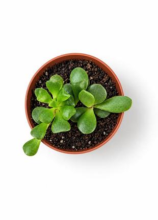 Адромикусы 2 шт adromischus schuldtianus, crestatus толстянка, адромикус шульдианус, гребенчатый