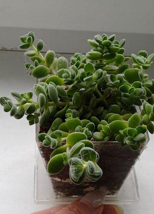 Сукулент фарбула ланугінозу crassula lanuginosa