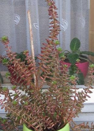Сукулент очищення червонофарбований (sedum rubrotinctum)