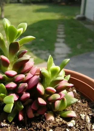 Сукулент анакампсерос рудуватий anacampseros rufescens