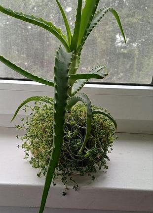 Очиток густолістний (sedum dasyphyllum) +алое