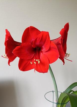 Гіпеаструм red