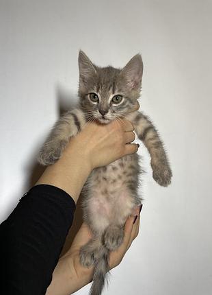 Кошенята в добрі руки 3