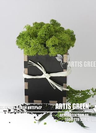Сувениры со мхом от "artis green", s23