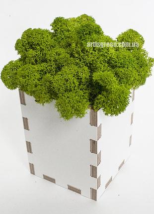 Сувениры со мхом от "artis green"