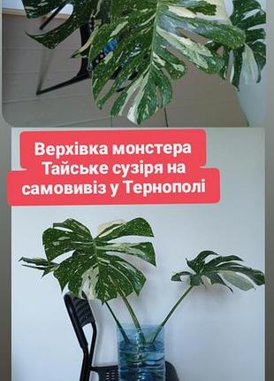 Тільки тернопіль до 18 вересня у продажу верхівка монстери тайське сузіря монстера варієгатна
