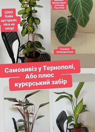 Від 150 габаритні вазони на самовивіз у тернополі фікус хойя аустраліс ліса стереліція ніколая ктенанта