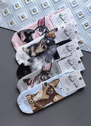Набор 5 пар женских низких носков coalo socks собачки размер 36-41