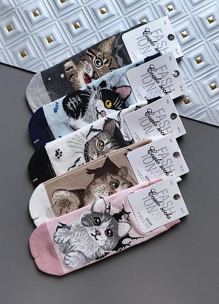Набір 5 пар жіночих коротких шкарпеток coalo socks котики розмір 36-41