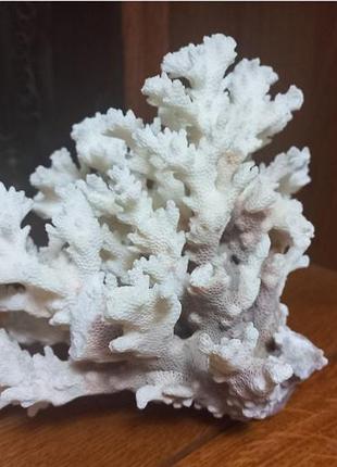Коралл морской настоящий 20*14 2
