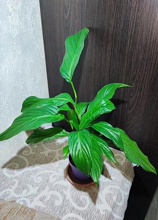 Спатифилум (spathiphyllum)
